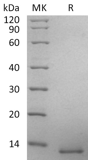 Human BMP-4+SDS-PAGE.jpg